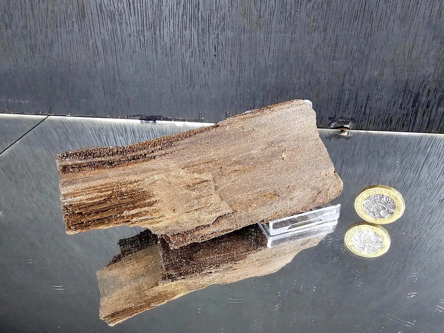 Fossil Wood Quartz Crystal Druze Rare Petrified Wood Germany (#18)