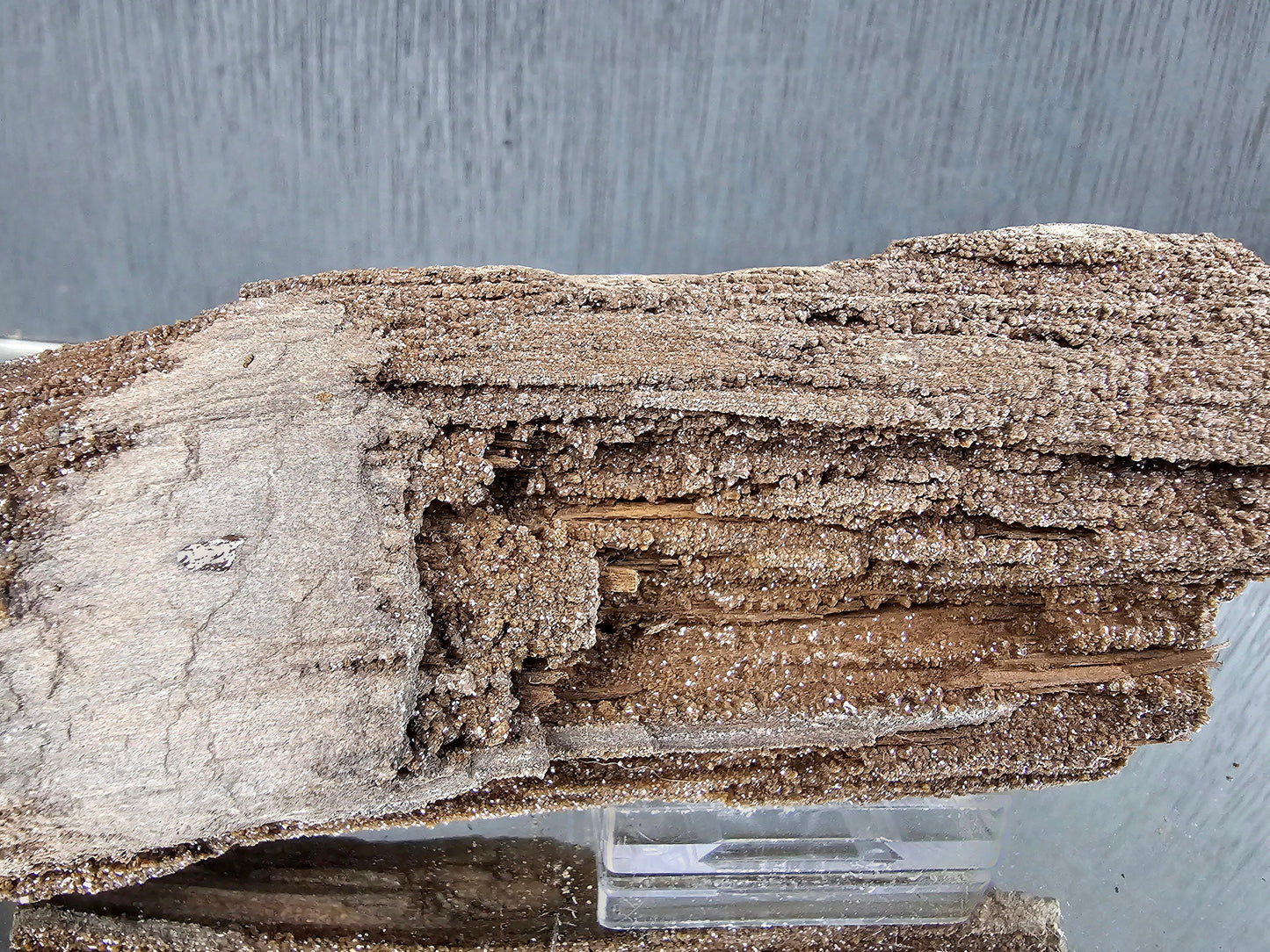 Fossil Wood Quartz Crystal Druze Rare Petrified Wood Germany (#18)