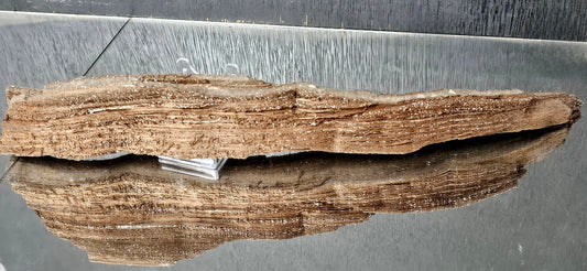 Fossil Wood Quartz Crystal Druze Rare Petrified Wood Germany (#15)