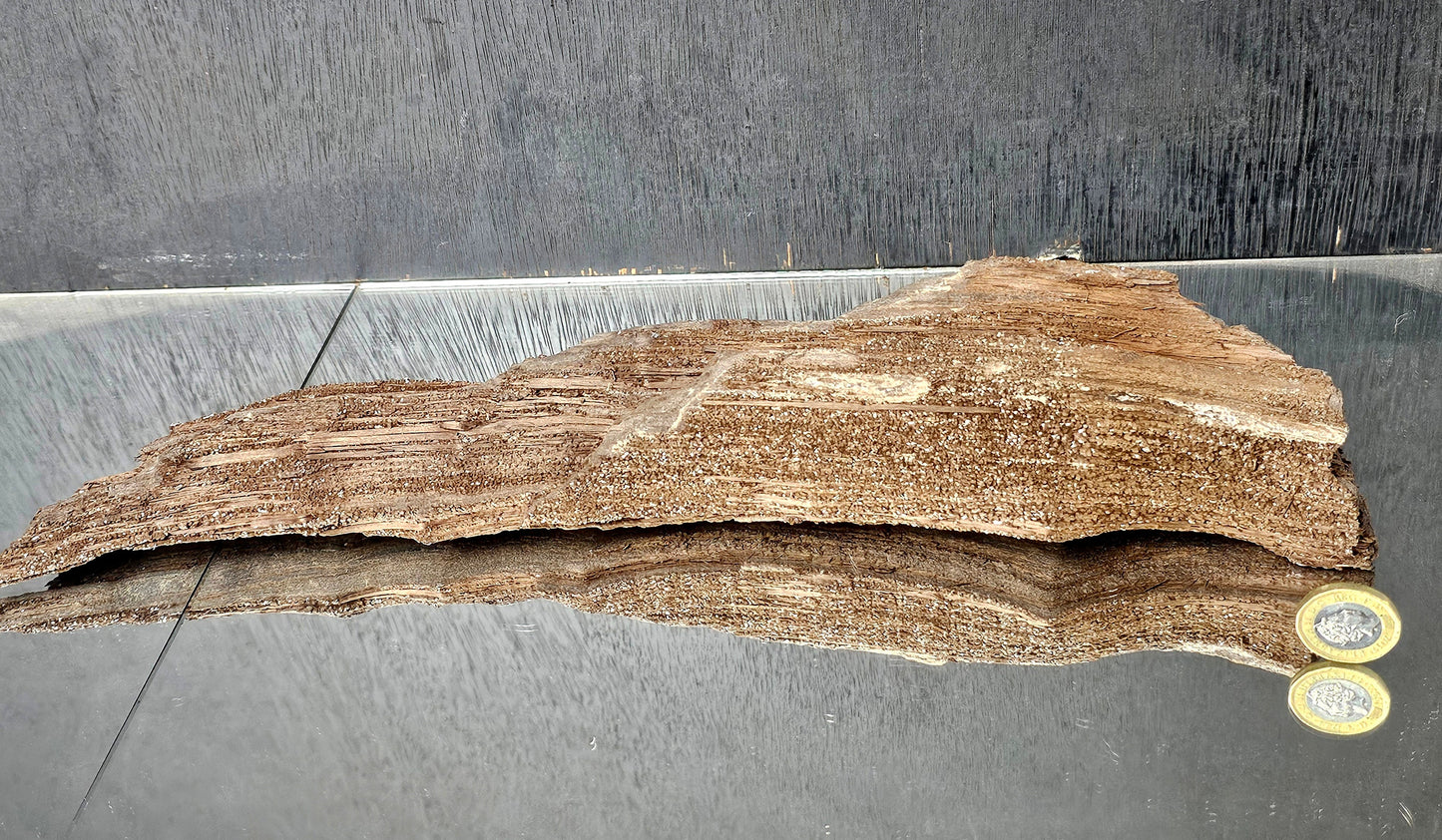 Fossil Wood Quartz Crystal Druze Rare Petrified Wood Germany (#15)