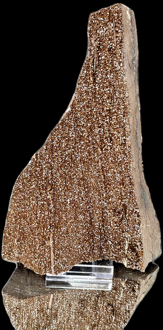 Fossil Wood Quartz Crystal Druze Rare Petrified Wood Germany (#14)