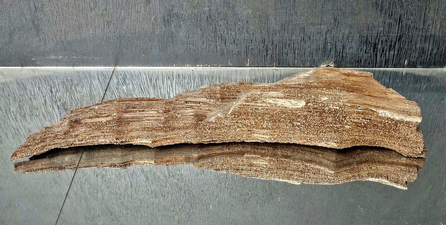 Fossil Wood Quartz Crystal Druze Rare Petrified Wood Germany (#15)