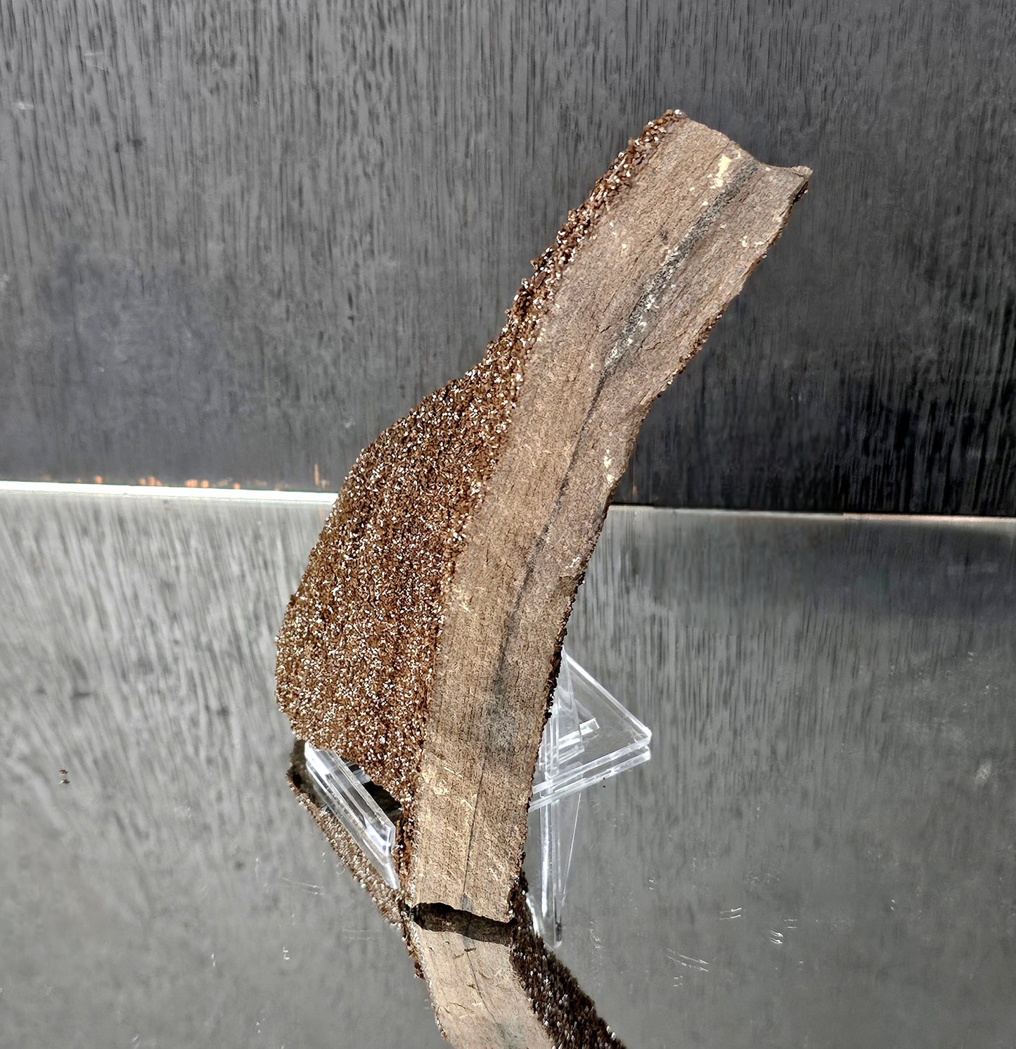 Fossil Wood Quartz Crystal Druze Rare Petrified Wood Germany (#14)
