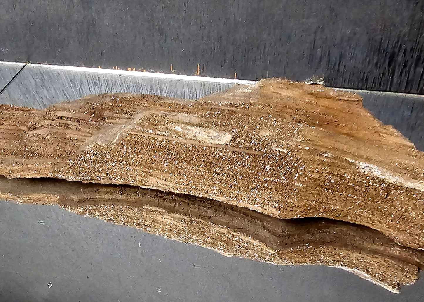 Fossil Wood Quartz Crystal Druze Rare Petrified Wood Germany (#15)