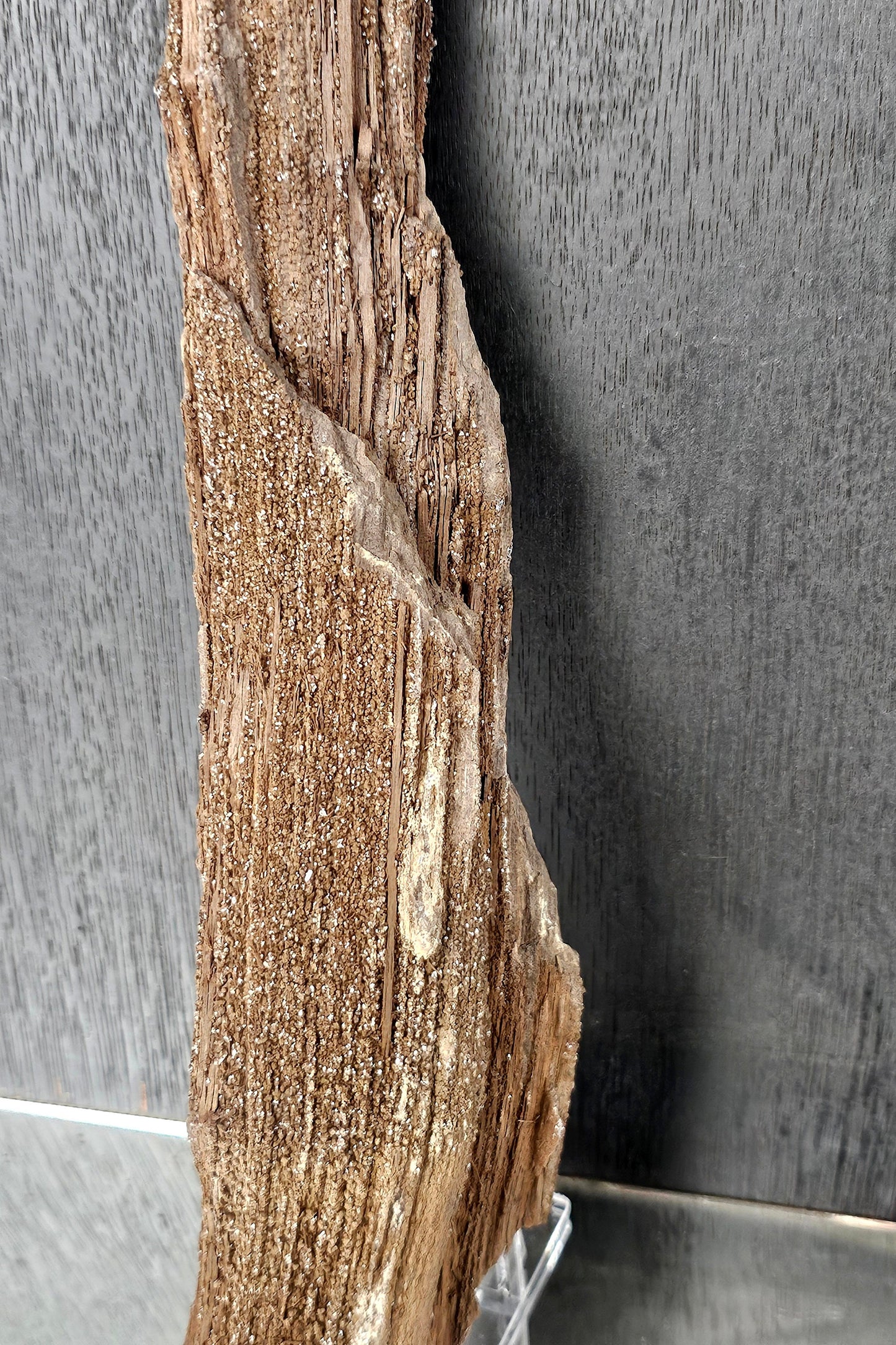 Fossil Wood Quartz Crystal Druze Rare Petrified Wood Germany (#15)