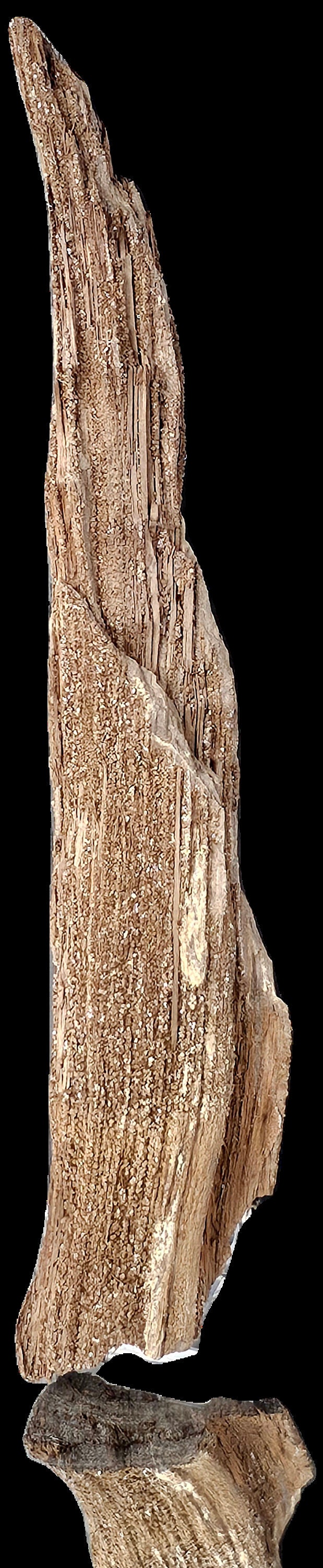 Fossil Wood Quartz Crystal Druze Rare Petrified Wood Germany (#15)