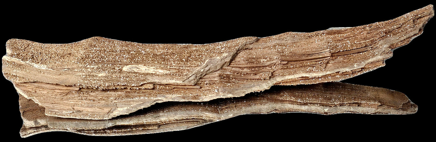 Fossil Wood Quartz Crystal Druze Rare Petrified Wood Germany (#15)