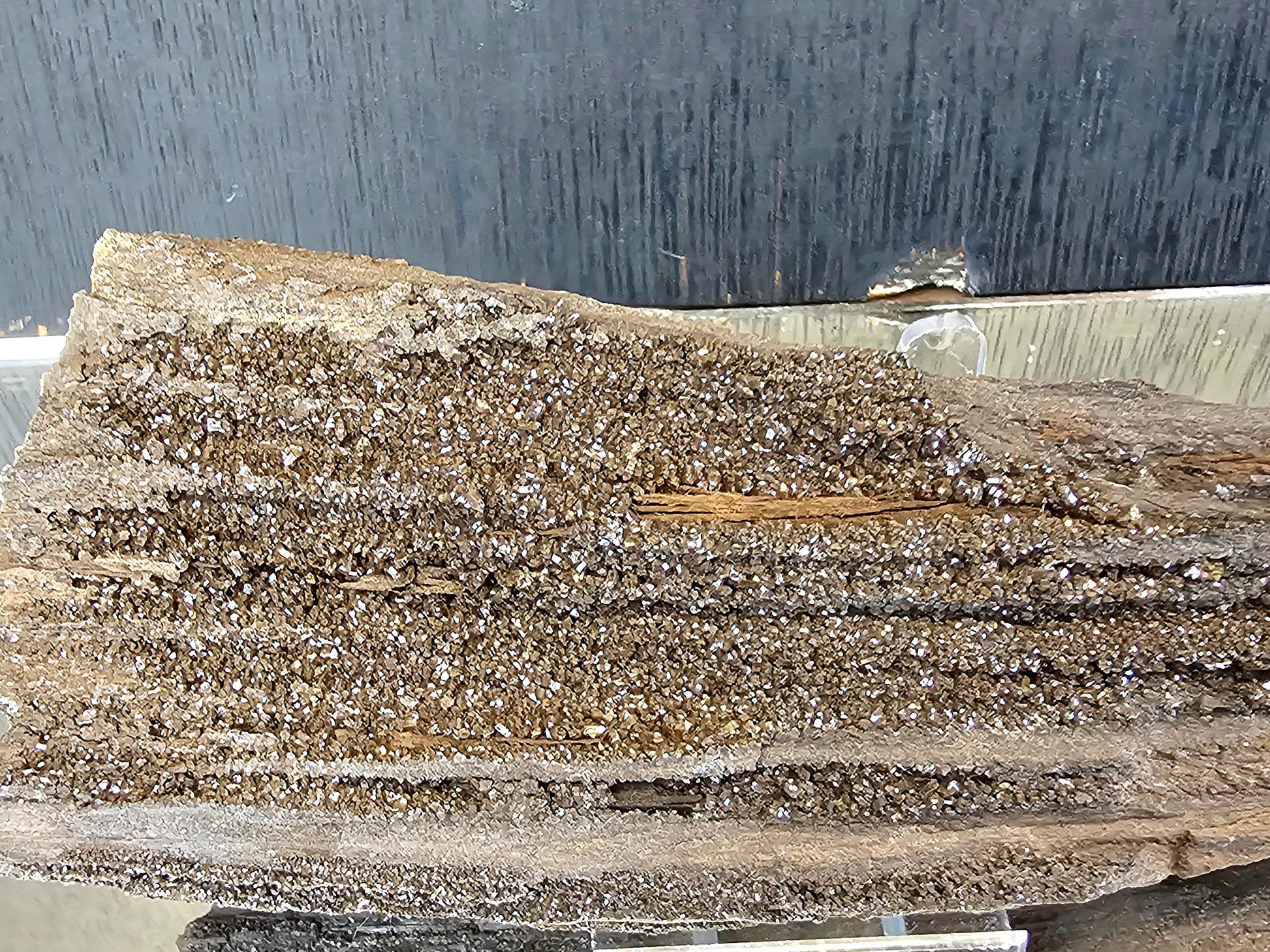 perimmineralised wood