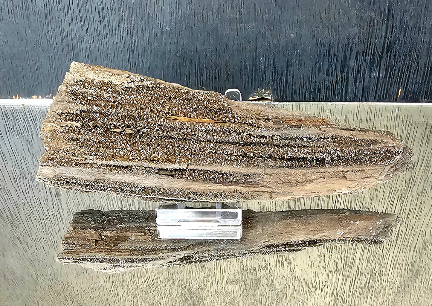 Fossil Wood Quartz Crystal Druze Rare Petrified Wood Germany (#13)