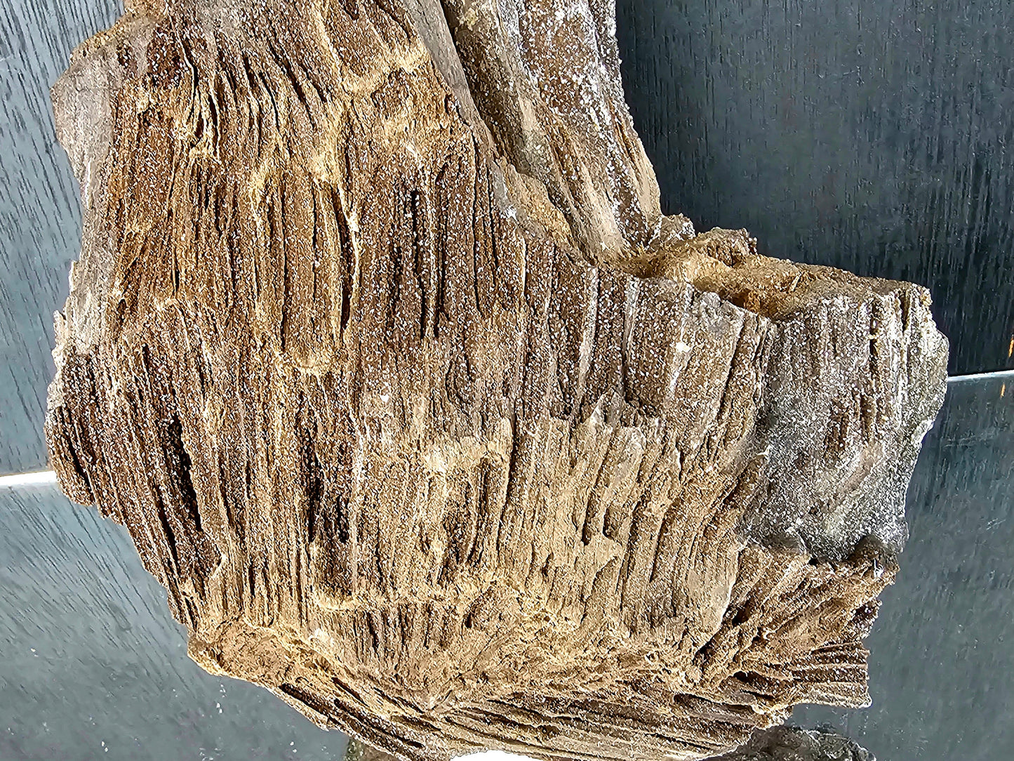 Fossil Wood Quartz Crystal Druze Rare Petrified Wood Germany (#9)
