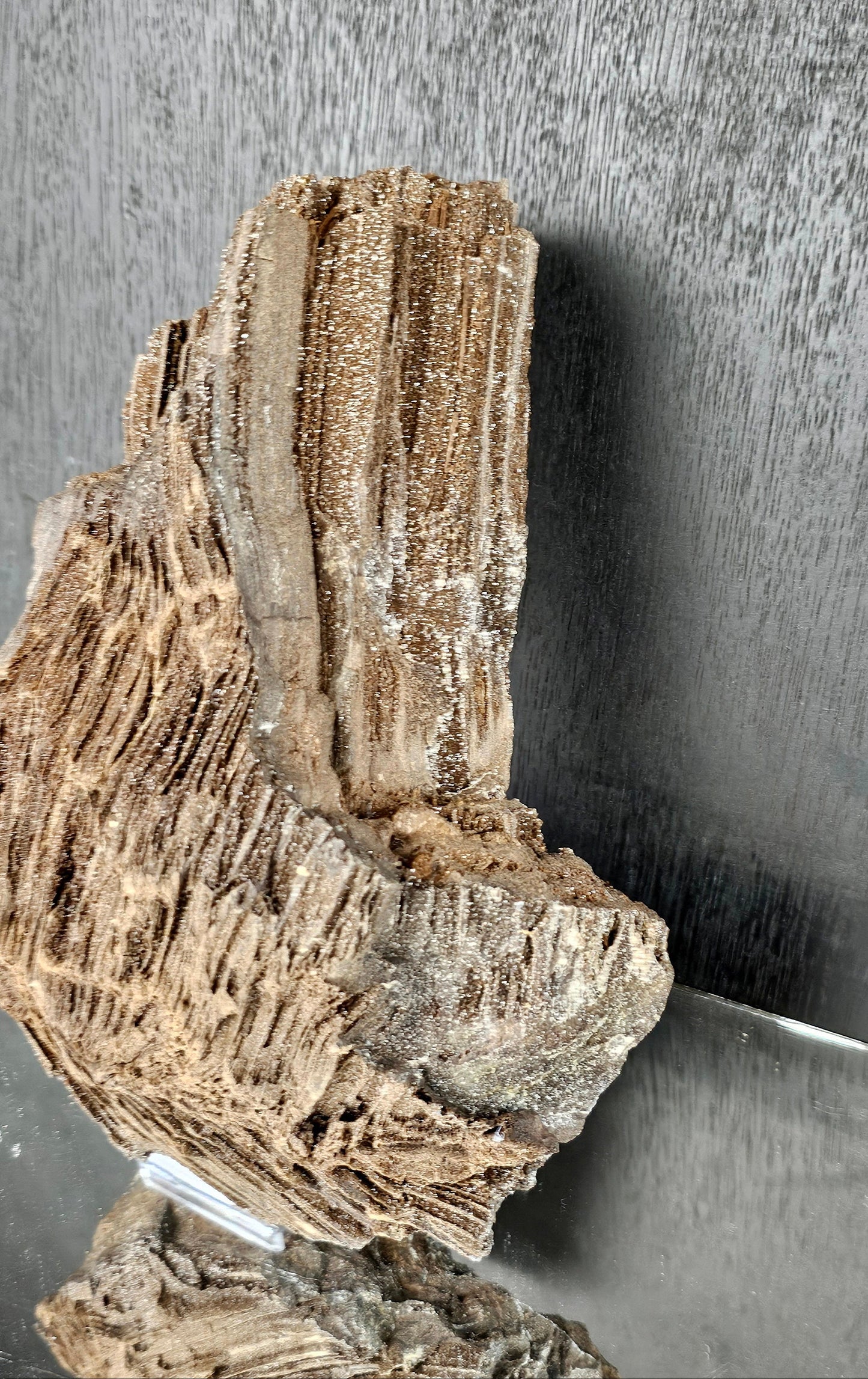 Fossil Wood Quartz Crystal Druze Rare Petrified Wood Germany (#9)